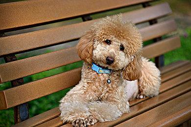 《蜡笔小新 我与博士的暑假》PS4实体版2023年1月26日发售